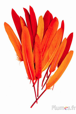 Gans - 10-15 cm - brand